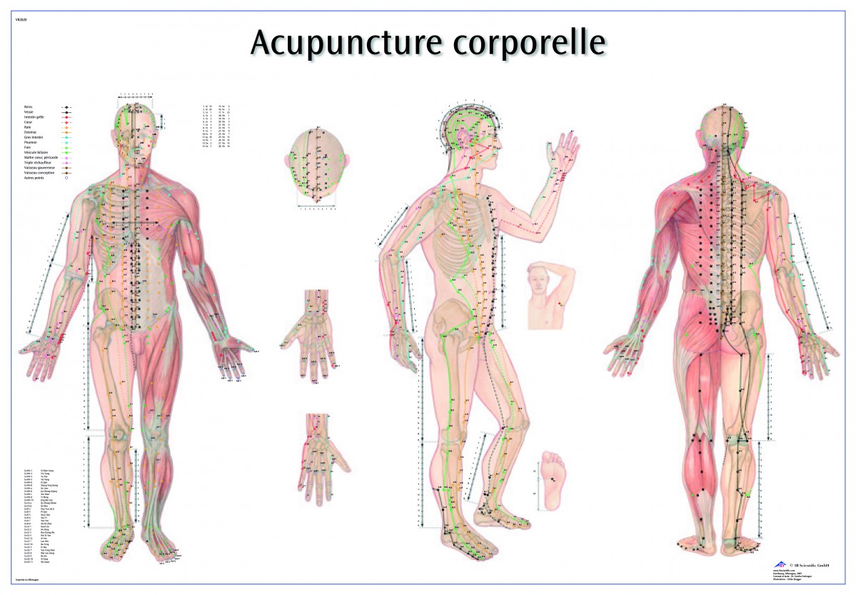 Acupuncture Wall Chart