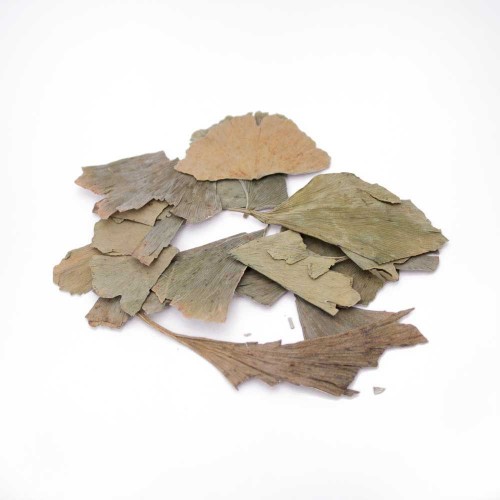 YIN XING YE/YIN GUO YE/BAI GUO YE - Folium Ginkgo