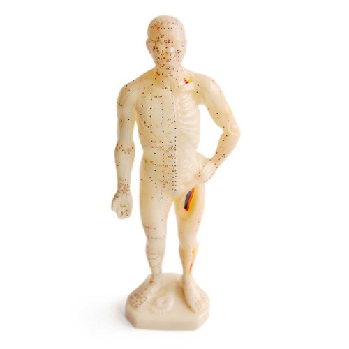 Human body model man