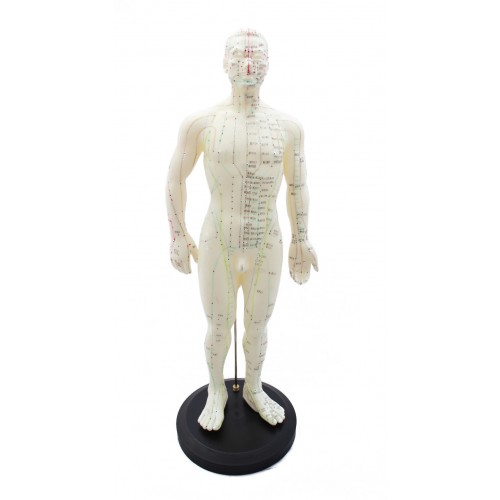 Human body model man