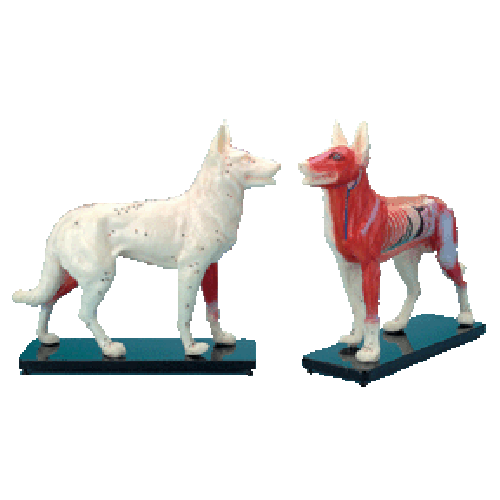 Dog model with points, muscles and organs