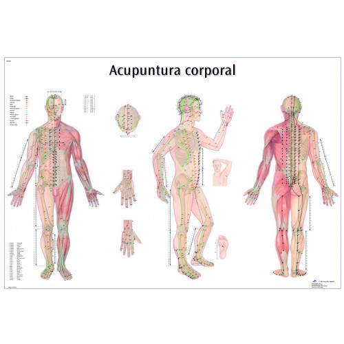 Acupuncture point wall chart (English)