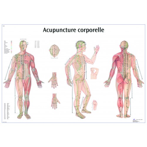 Acupuncture point wall chart (English)