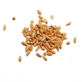 FU XIAO MA Fructus Tritici Levis