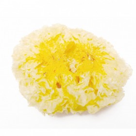 SI ER/BAI MU ER Tremella fuciformis 10gr