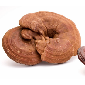 LING ZHI/LINGZHI - Ganoderma Lucidum - 40gr