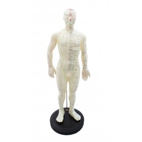 Human body model man