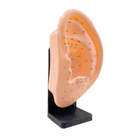 Left ear model