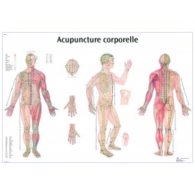 Acupuncture point wall chart (English)