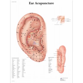 Ear Acupoints Charts (50x67cm)